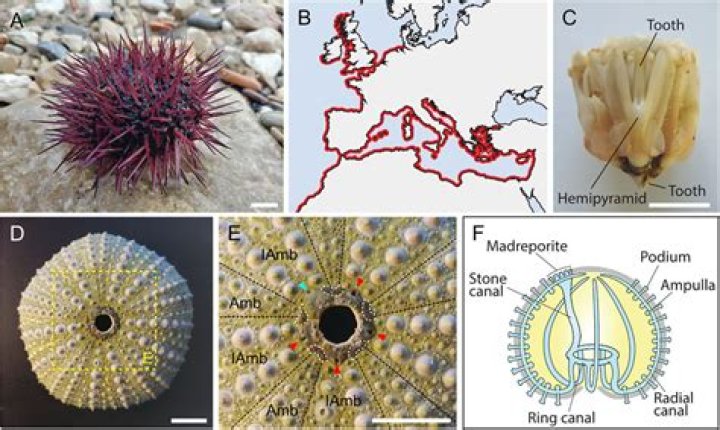 In sea urchin eggs?