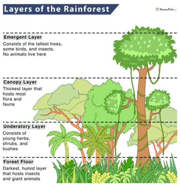 In the shrub layer?