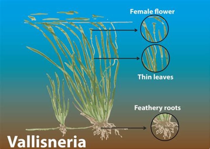 In vallisneria pollination occurs?