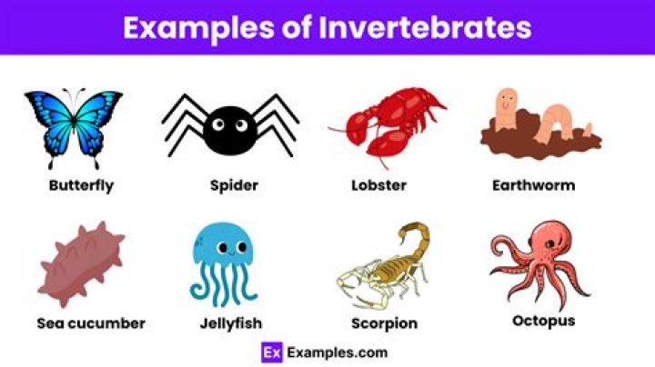 Invertebrate in a sentence?