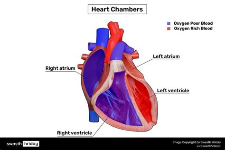 Is 3 chambered heart?