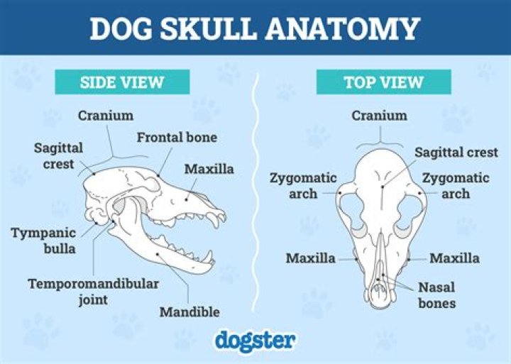 Is a dog an amniotes?