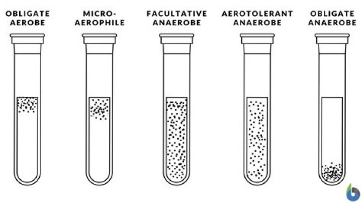 Is a facultative anaerobe?