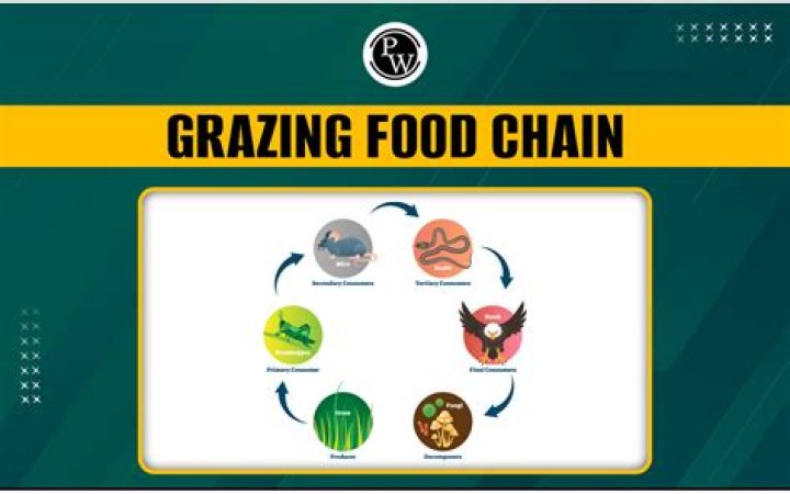 Is a grazing food web?