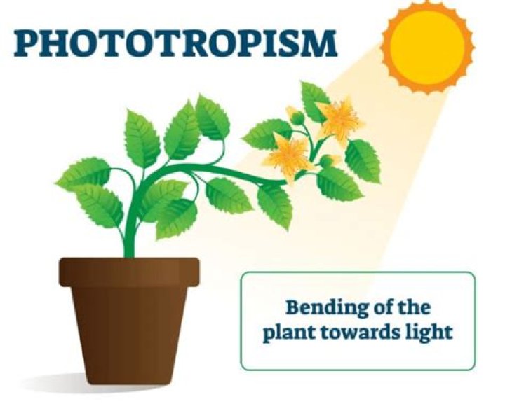 Is a phototropic response?