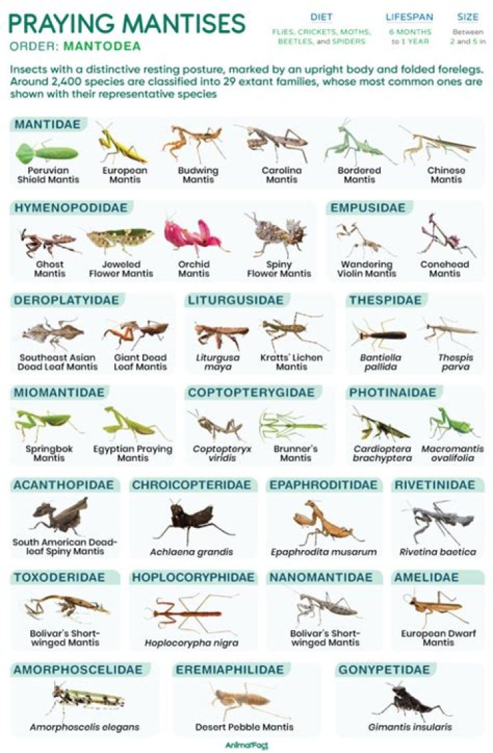 Is a praying mantis cold blooded?