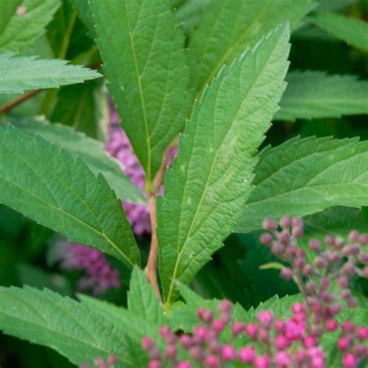 Is anthony waterer spirea invasive?