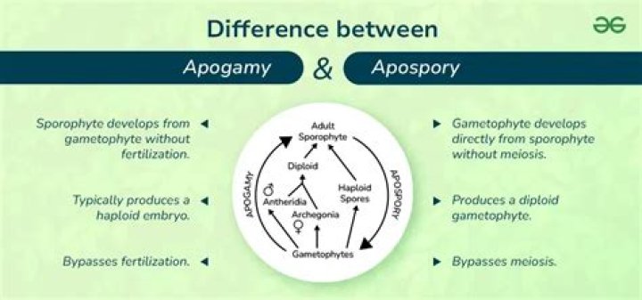 Is apospory and apogamy the same?