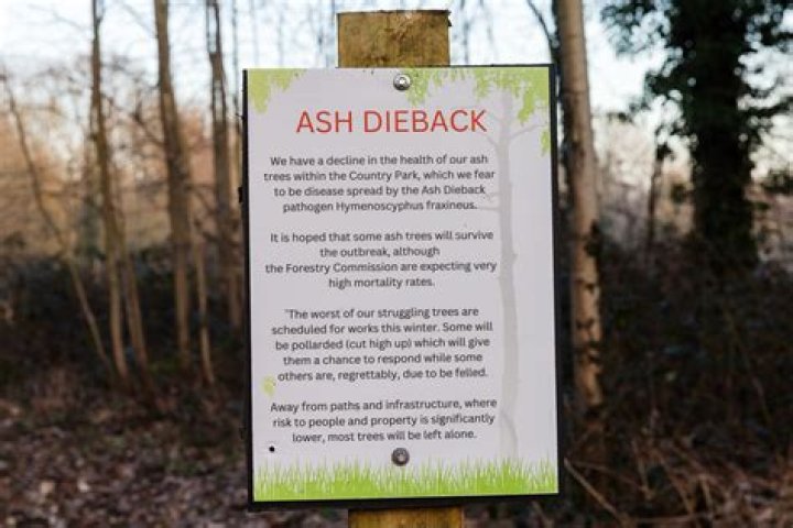 Is ash dieback fatal?