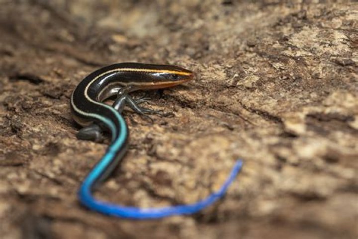 Is blue tailed skinks dangerous?