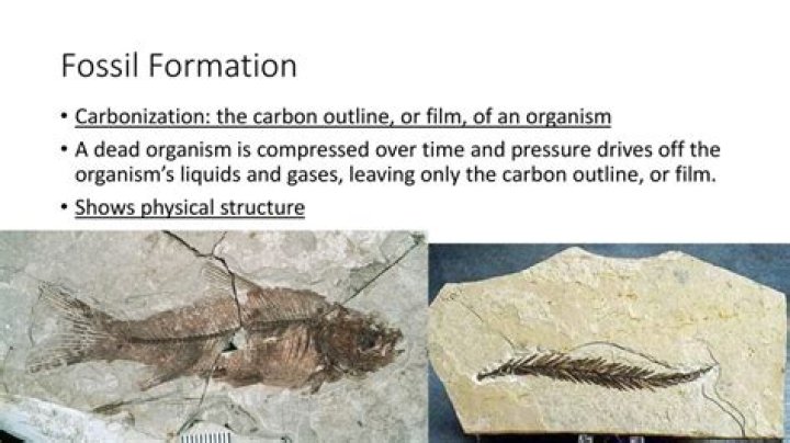 Is carbonization a fossil?