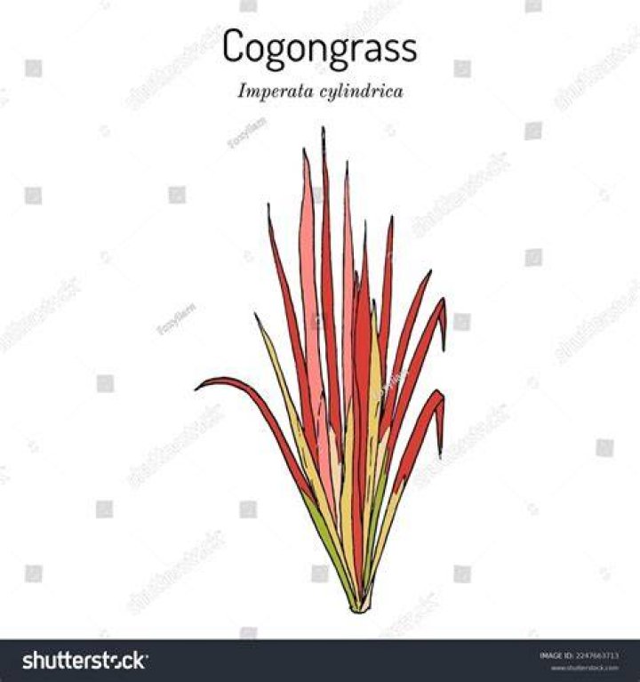 Is cogon grass edible?