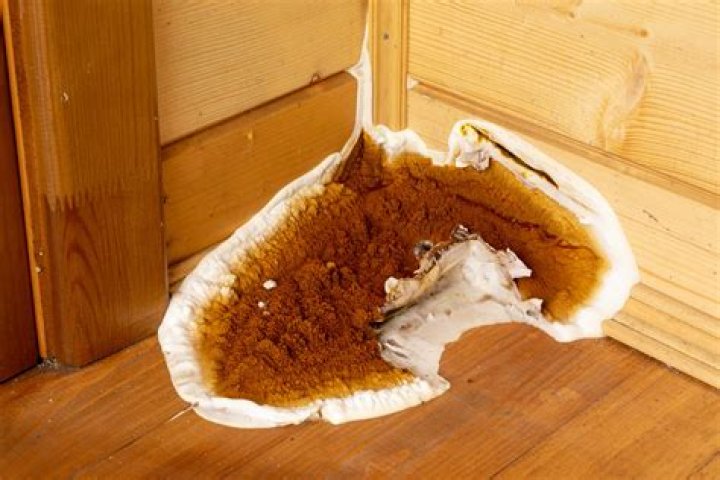 Is dry rot dangerous?