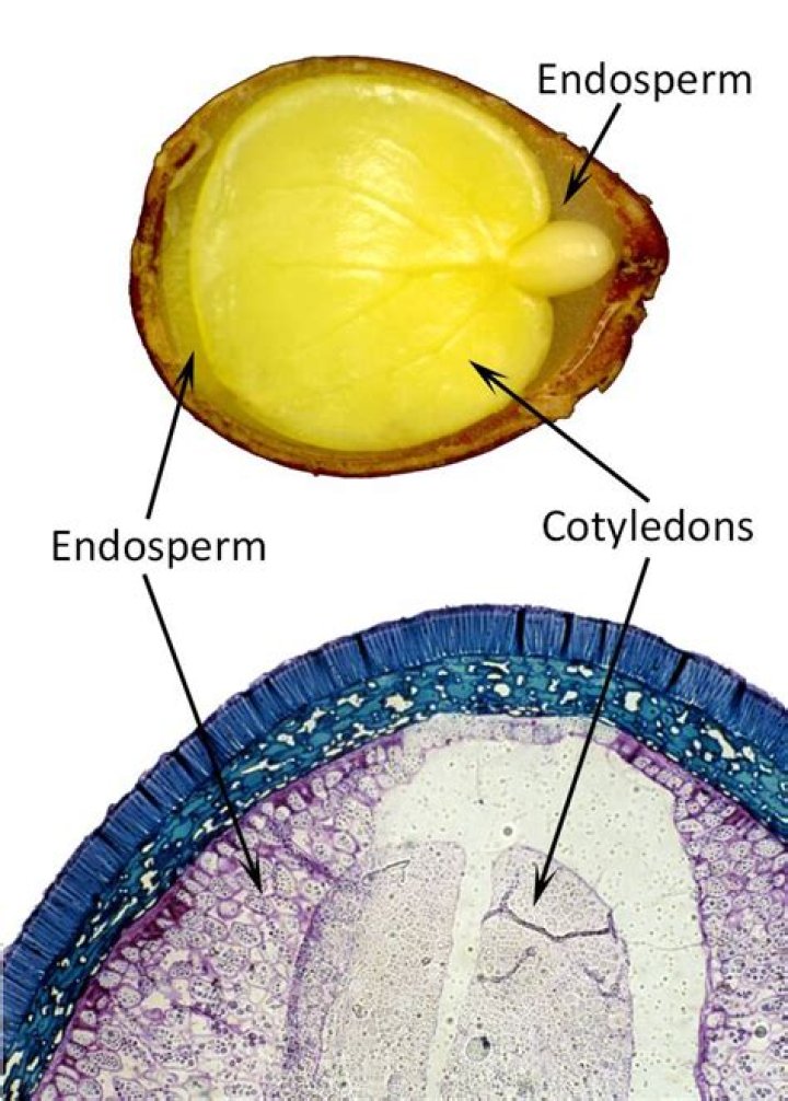 Is endosperm and cotyledon same thing?