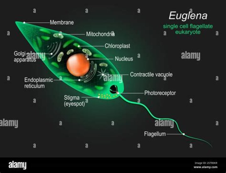 Is euglena a ciliate?