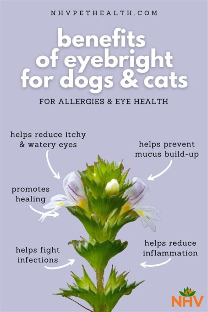 Is eyebright safe for cats?