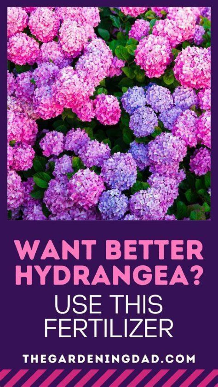 Is farmyard manure good for hydrangeas?