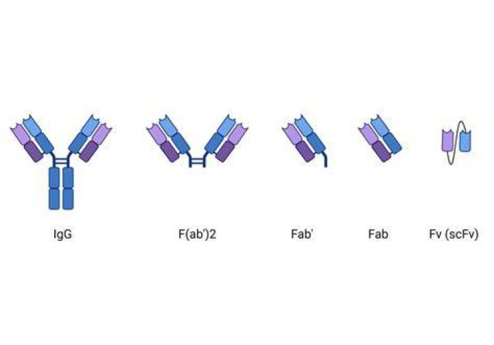 Is fgb and fab same?