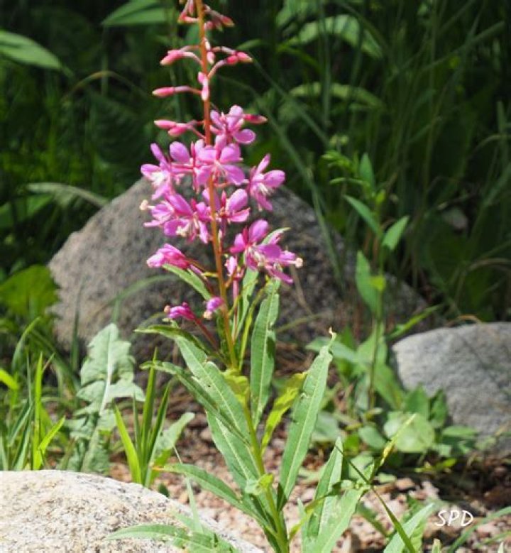 Is fireweed a weed?