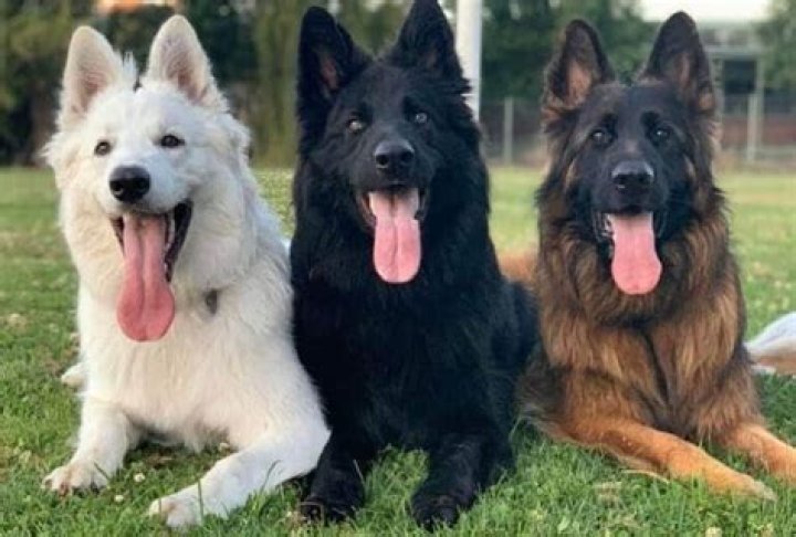 Is german shepherds mean?