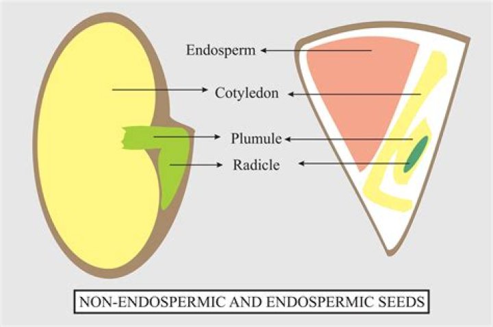 Is groundnut endospermic seed?