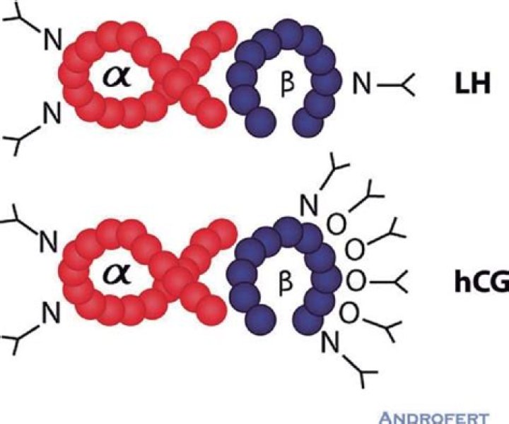 Is hcg and lh the same?