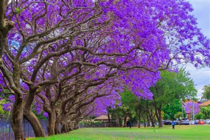 Is jacaranda tree invasive?