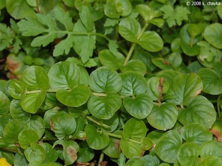 Is lysimachia nummularia evergreen?