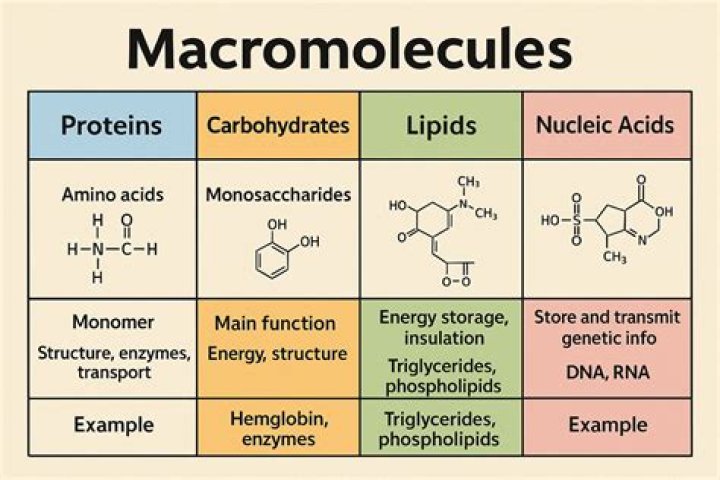 Is macromolecule a lipid?