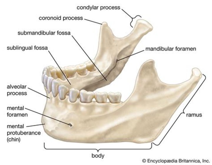 Is mandibular upper or lower?