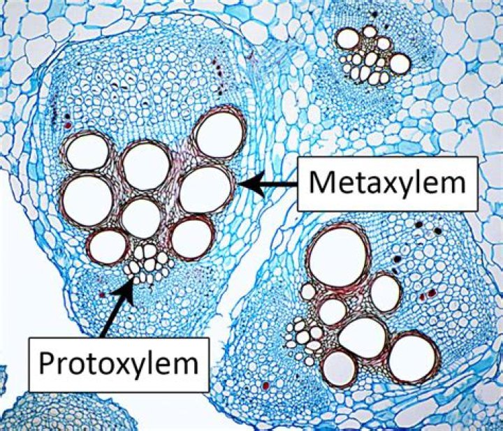 Is metaxylem secondary xylem?
