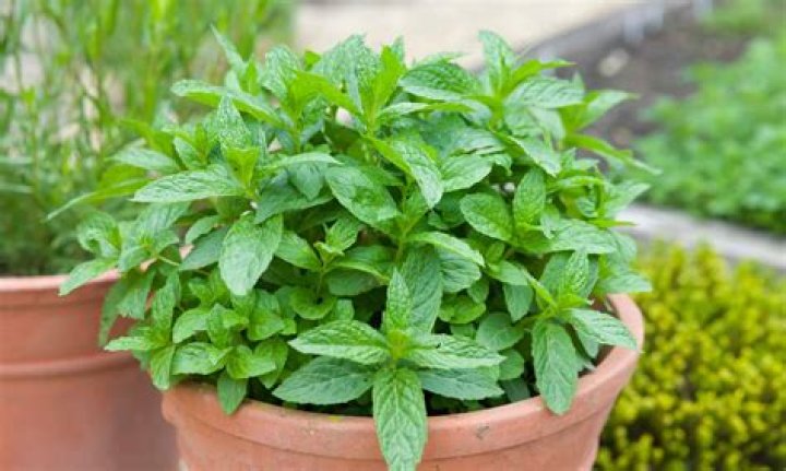 Is mint a perennial?