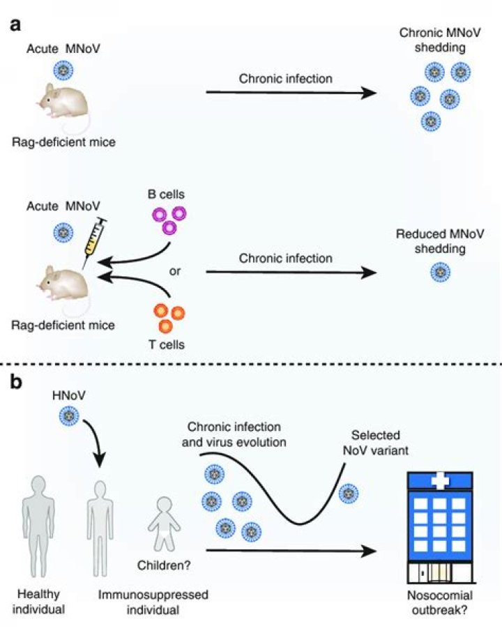 Is murine norovirus enveloped?