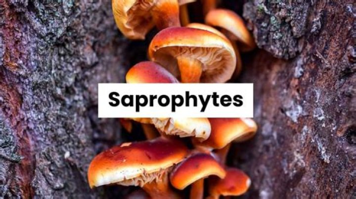 Is mushroom a saprophyte?