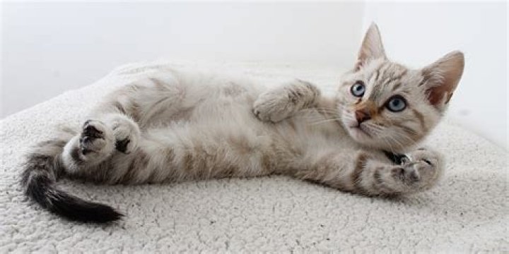 Is my cat ticklish?