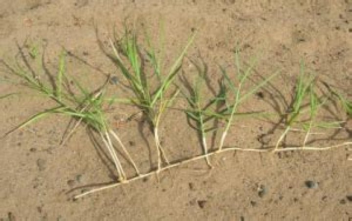 Is panicum a weed?