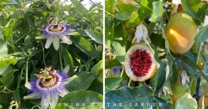 Is passion flower fast growing?