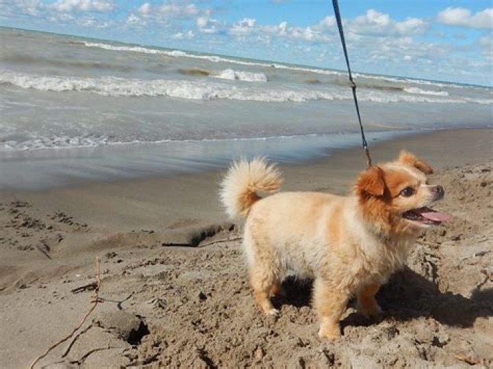 Is pinery beach dog friendly?