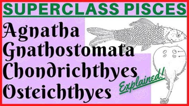 Is pisces a superclass?