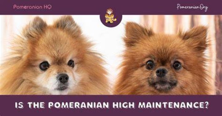 Is pomeranian high maintenance?