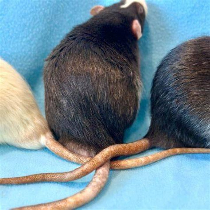 Is ratlike a word?