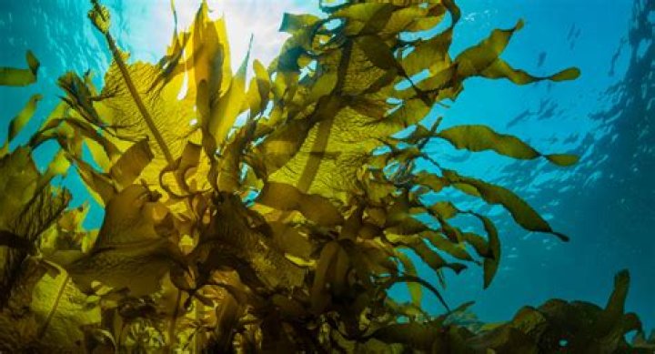 Is seaweed a protist?
