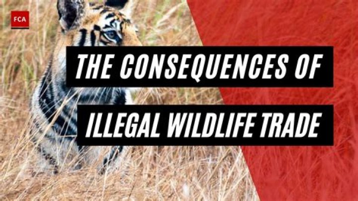 Is splicing animals illegal?