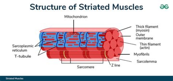 Is striations a muscle?