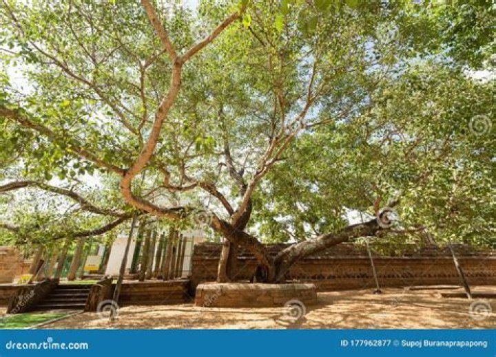 Is the bodhi tree a fig tree?