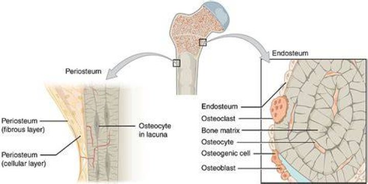 Is the difference between periosteum and endosteum?