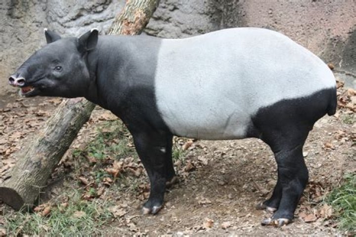 Is the malayan tapir endangered?