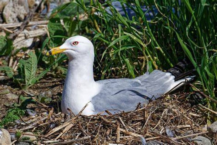 Is the ring-billed gull endangered?