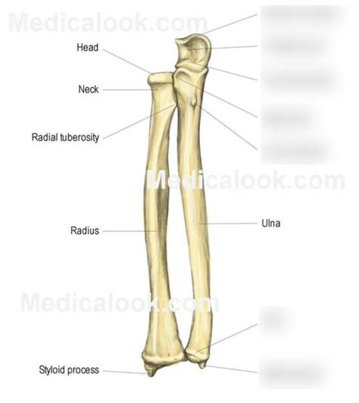 Is the ulnar tuberosity?
