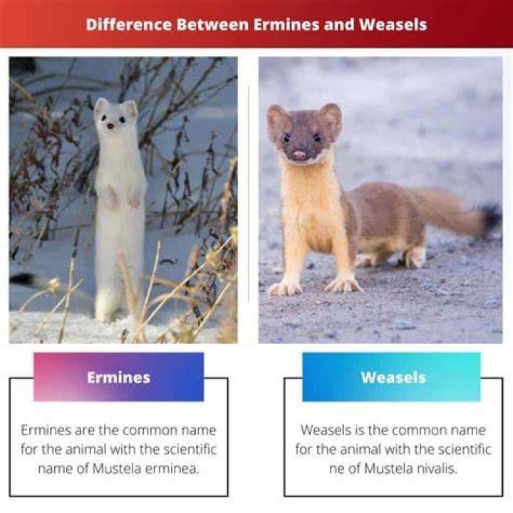 Is there a difference between weasels and ermines?